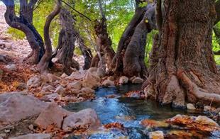 سیاخ دارنگون